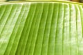 Fresh banana leaves, texture and background green leaf - Image Royalty Free Stock Photo