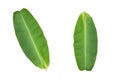 Fresh banana leaves on a white background Royalty Free Stock Photo