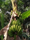 Fresh banana on tree in forest