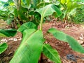 Fresh banana tree green leafs Royalty Free Stock Photo