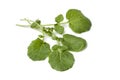 Fresh Barbarea or winte rcress