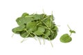 Fresh Barbarea or winte rcress