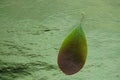 Fresh barberry leaf on deep blue table