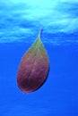 Fresh barberry leaf on shiny deep blue table