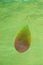 Fresh barberry leaf on shiny green table