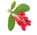 Fresh barberry twig with leaves isolated on a white background