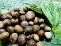 This is fresh Barometer Earthstars on the banana leaf