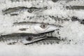 Fresh Barracuda Royalty Free Stock Photo