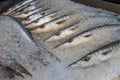 Fresh barracuda at a fish market Royalty Free Stock Photo