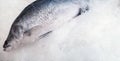 Fresh barramundi fish freezing on ice with right copy space at seafood market. Royalty Free Stock Photo