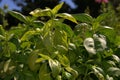 Fresh basil Royalty Free Stock Photo