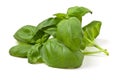 Fresh basil