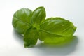 Fresh basil Royalty Free Stock Photo