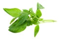 Fresh basil