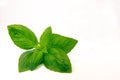 Fresh basil Royalty Free Stock Photo