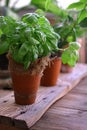 Fresh basil Royalty Free Stock Photo