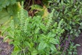 Fresh basil blooming outdoors Royalty Free Stock Photo