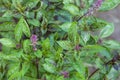 Fresh basil blooming outdoors Royalty Free Stock Photo