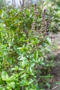 Fresh basil blooming outdoors Royalty Free Stock Photo