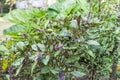 Fresh basil blooming outdoors Royalty Free Stock Photo