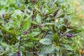 Fresh basil blooming outdoors Royalty Free Stock Photo