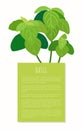 Basil Bunch on Vertical Banner with Sample Text