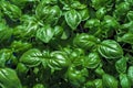 Fresh Basil bushes in the garden. Royalty Free Stock Photo