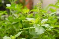 Fresh basil flower and basil leaf plant in the garden Royalty Free Stock Photo