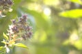 Fresh basil flower plant in the garden. Royalty Free Stock Photo