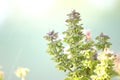 Fresh basil flower plant in the garden. Royalty Free Stock Photo