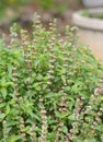 Fresh basil flower plant in the garden Royalty Free Stock Photo