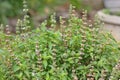 Fresh basil flower plant in the garden Royalty Free Stock Photo