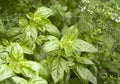 Fresh basil in the garden