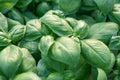 Fresh basil. Green basil. Green basil Food background. A lot of Royalty Free Stock Photo