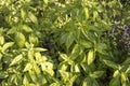 Fresh Basil grows in the garden, grass harvest, grows in the ground on a Sunny summer day Royalty Free Stock Photo