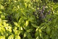 Fresh Basil grows in the garden, grass harvest, grows in the ground on a Sunny summer day Royalty Free Stock Photo