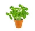 Fresh basil herb