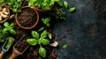 Fresh basil and herb garden with soil and spices on rustic surface Royalty Free Stock Photo