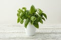 Fresh basil herb growing in white pot on a rustic wooden table for alternative medicine. Home garden on balcony for healthy Royalty Free Stock Photo