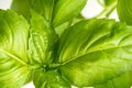 Fresh Basil Herb Leaves Closeup Royalty Free Stock Photo