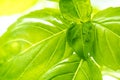 Fresh Basil Herb Leaves Closeup Royalty Free Stock Photo