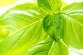 Fresh Basil Herb Leaves Closeup Royalty Free Stock Photo