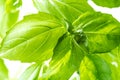 Fresh Basil Herb Leaves Closeup Royalty Free Stock Photo