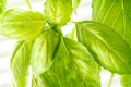 Fresh Basil Herb Leaves Closeup Royalty Free Stock Photo