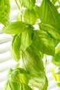 Fresh Basil Herb Leaves Closeup Royalty Free Stock Photo