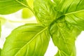 Fresh Basil Herb Leaves Closeup Royalty Free Stock Photo