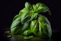 Fresh Basil herb leaves. Green seasoning plant. Close up view. Generative Ai