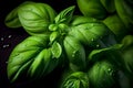 Fresh Basil herb leaves. Green seasoning plant. Close up view. Generative Ai