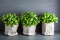 Fresh basil herb in paper pot Royalty Free Stock Photo