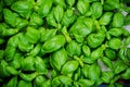 Fresh Basil Herb. Top Down Close Up View. Herb Leaves Texture Detail Royalty Free Stock Photo